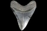 Serrated, Fossil Megalodon Tooth - Bluish Enamel #87094-2